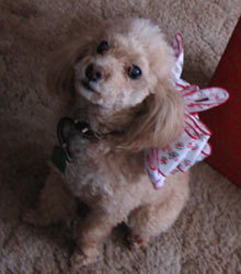 Handmade jewelry maker's dog